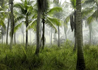 Foggy Palm Forest