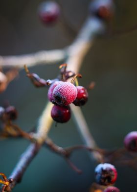 Frost On Winter Berries