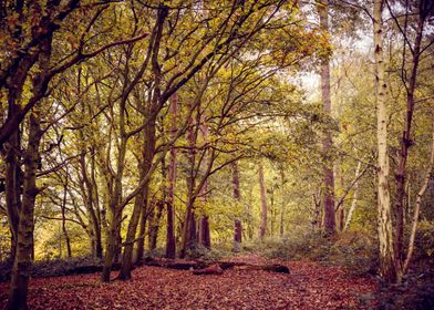 Autumn Woodland