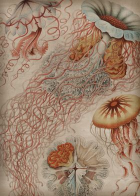 Vintage Jellyfish Poster