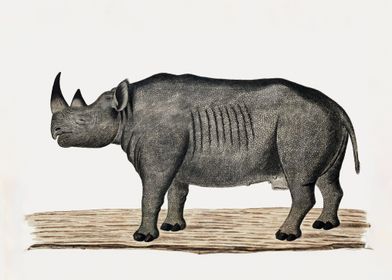 black rhinoceros