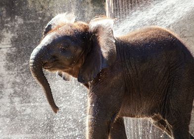 Elephant Calf Shower