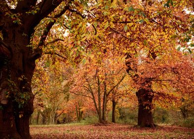 Autumn Scenery