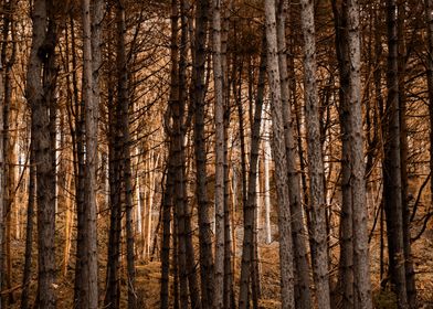 Autumn Tree Trunks