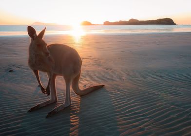 Kangaroo at Sunrise