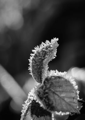Ice and Frosted Leaf