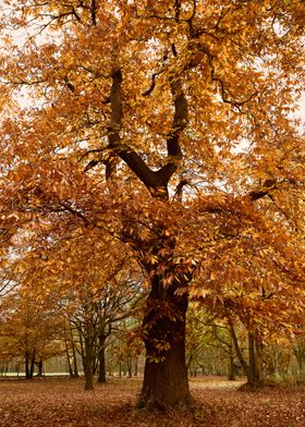 Autumn Tree