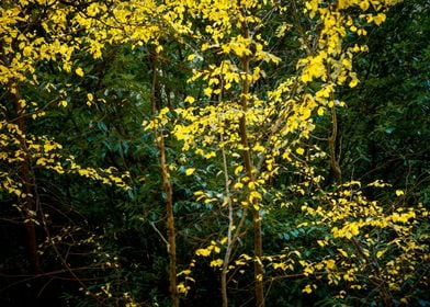 Yellow Leaves Abstract