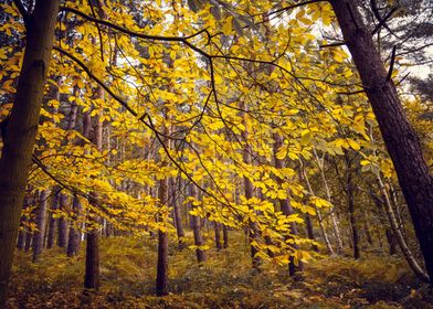 Autumn Scene