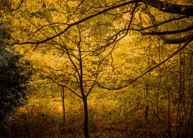 Orange Leaves