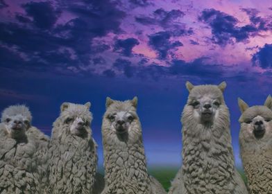 Alpaca