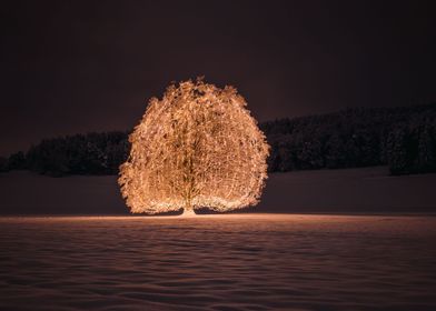 Christmas tree in the snow