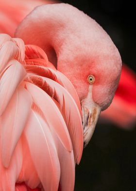 Pink flamingo