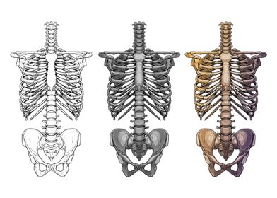 Human Skeleton Thorax Bone