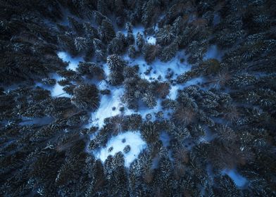 A mysterious winter forest