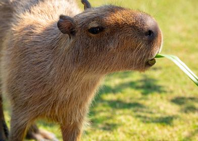 capybara sweet