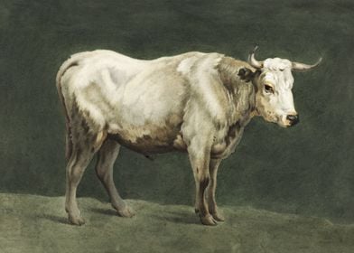 Standing bull