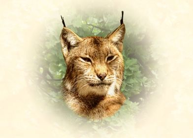 Lynx