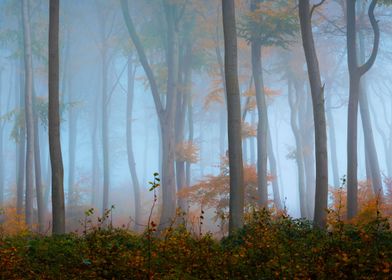 Foggy Forest