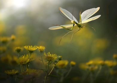 Praying Mantis