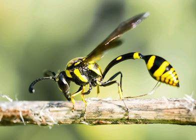 Wasp