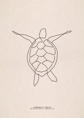 line art hawksbill turtle