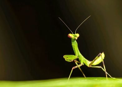 Praying Mantis