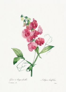 Everlasting Pea flower