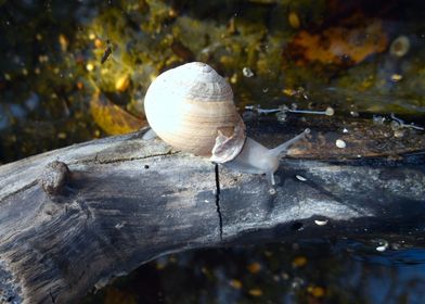 Land Snail On Stick Water