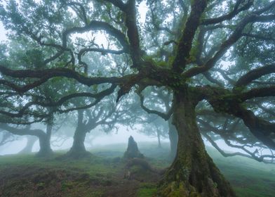 Foggy Fanal Forest
