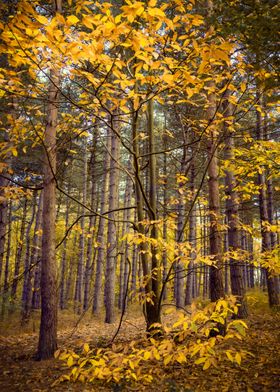 Autumn in Pine Forest