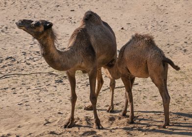 Dromedary Camel With Calf