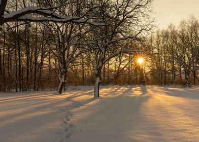 Winter snow covered trees 