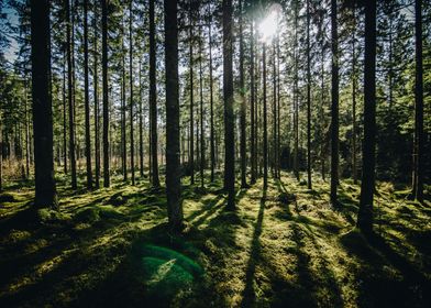 Forest and Sun