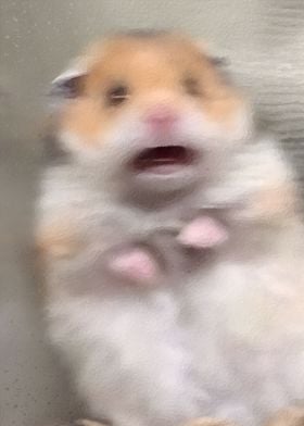 Hamster Meme