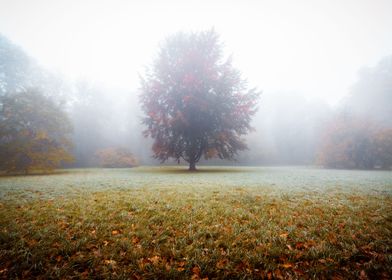 Lonely Tree