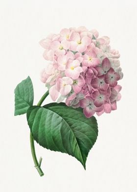 Hydrangea