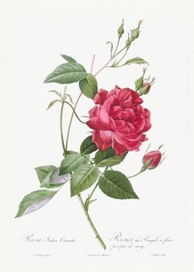 Bengal Rose