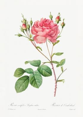 Rosa Centifolia