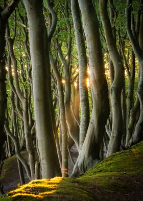 Baltic Beech Forest