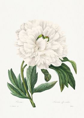 Peony