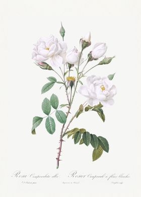 Rosa campanulata alba