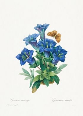 Gentiana Acaulis