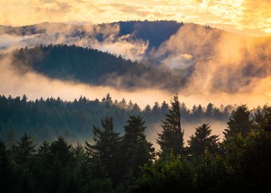 Foggy Summer Evening