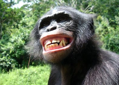 Chimpanzee