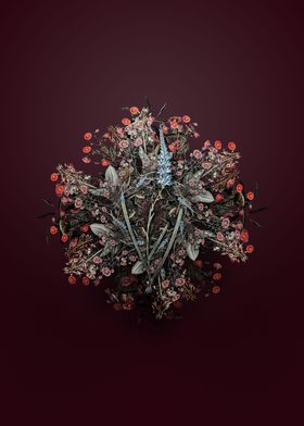 Ixia Cepacea Floral Wreath