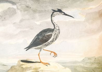 A Heron