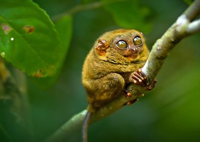 Tarsier