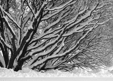 Snowy tree branches