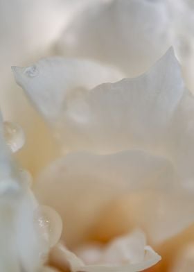 Delicate White Rose Petals